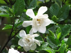 come coltivare gardenia