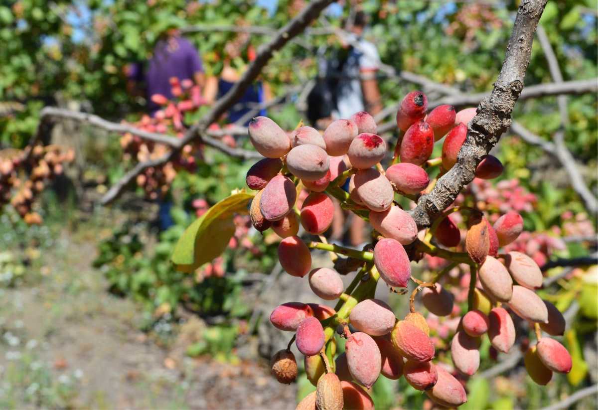 migliori-souvenir-sicilia-pistacchio-di-bronte